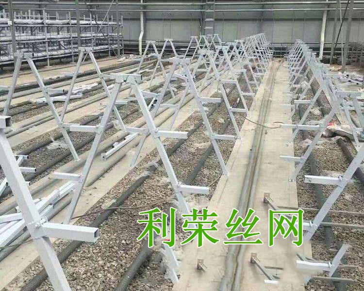 無土栽培草莓架